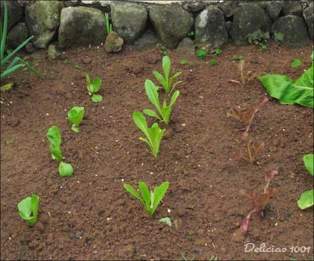 Meu pomar/horta/jardim: HORTALIÇAS