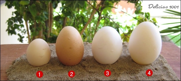 Comparando ovos…